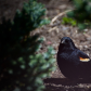 redwing blackbird