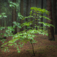 Forest in colors 
