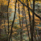 Forest in colors 