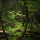 Forest in colors 