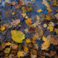 Forest in colors 