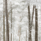 Forest in colors 
