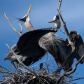 Great Blue Heron Moment