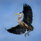 Great Blue Heron in Flight