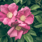 Wild Roses