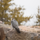 Peregrine at Rest