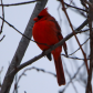 Cardinal in the forest 