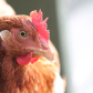 Funky Chicken