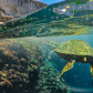 Swimming with Sea Turtles
