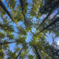 Woodland Sky