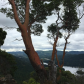 Island red trees