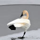 Swan Lake
