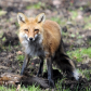 Red Fox, Black Squirrel