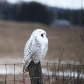 Snowy yawning 
