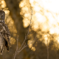 Great Gray Owl at Sunset