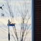 Snow buntings 