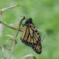 Monarch