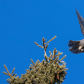 Northern Hawk Owl