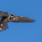 Northern Hawk Owl