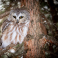 Northern Saw-whet Owl
