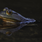 Bullfrog