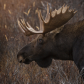 Bull Moose
