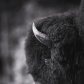 Bison