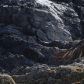 West Coast Bald Eagle