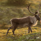 Woodland Caribou