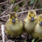 Fluffy Trio