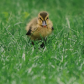 Happy Duckling 