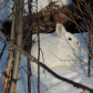 Sunny bunny
