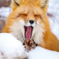 Sleepy red fox
