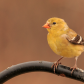 Goldfinch