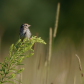 Savannah Sparrow