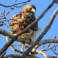 Red-tailed Hawk 