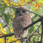 Barred Owl
