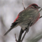 House Finch (male)