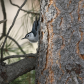 White-breasted Nuthatch