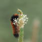 Woolly Bear Catherpillar