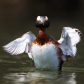 Surprise Grebe