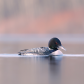Calm Loon