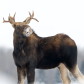 Proud Moose