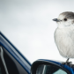 Friendly Jay