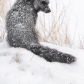 Snow Covered Silver Fox