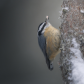 Red-breasted nuthatch going up!