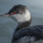 Horned grebe and its red eye