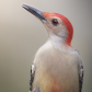 Red-bellied woodpecker portrait