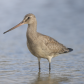 Hudsonian godwit