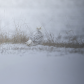 Snowy owl